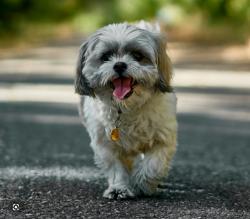 Reunited Female Dog last seen Foster and I 205 off ramp, Portland, OR 97266