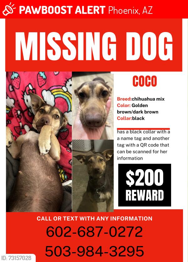 Lost Female Dog last seen 31st ave and Bethany home, Phoenix, AZ 85017