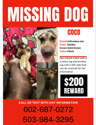 Lost Female Dog last seen 31st ave and Bethany home, Phoenix, AZ 85017
