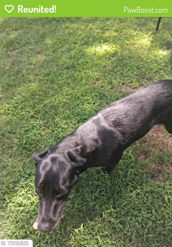 Reunited Female Dog last seen Close to Buck Thomas. She was wandering the street., Moore, OK 73160