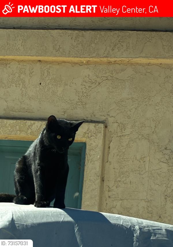 Lost Unknown Cat last seen Lilac school, Valley Center, CA 92082