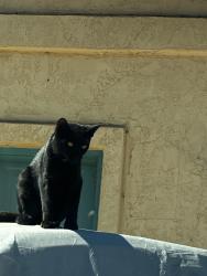 Lost Unknown Cat last seen Lilac school, Valley Center, CA 92082