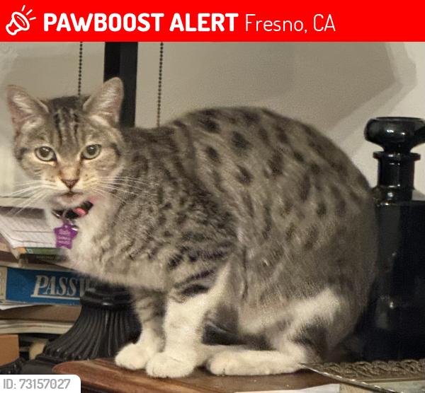 Lost Female Cat last seen N Arthur Ave/ W Robinson Ave, Fresno, CA 93705