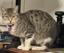 Lost Female Cat last seen N Arthur Ave/ W Robinson Ave, Fresno, CA 93705