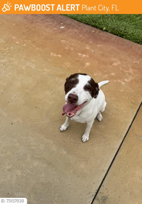 Found/Stray Female Dog last seen Trapnell Road, Plant City, FL 33566