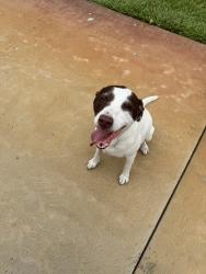 Found/Stray Female Dog last seen Trapnell Road, Plant City, FL 33566