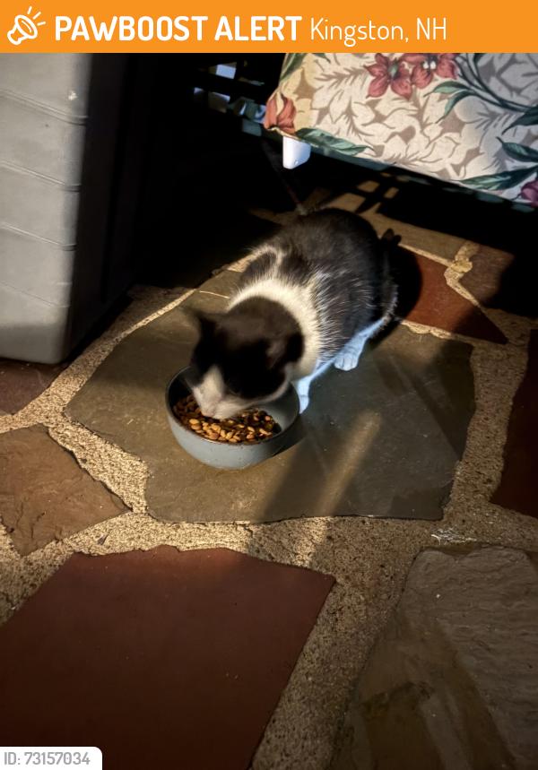 Found/Stray Unknown Cat last seen Scotland rd/ plains, Kingston, NH 03848