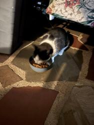Found/Stray Unknown Cat last seen Scotland rd/ plains, Kingston, NH 03848