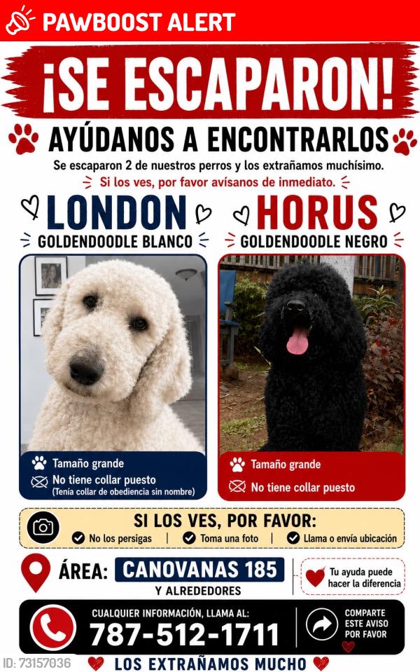 Lost Male Dog last seen Canovanas Puerto Rico, Canovanas, Canóvanas 00729