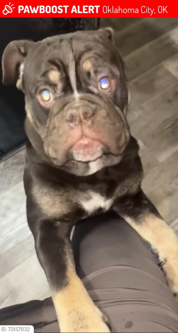 Lost Male Dog last seen Oklahoma City, Oklahoma City, OK 73102