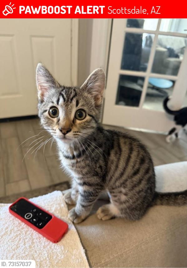 Lost Female Cat last seen Scottsdale Rd and Jackrabbit, Scottsdale, AZ 85250