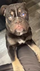 Lost Male Dog last seen Oklahoma City, Oklahoma City, OK 73102