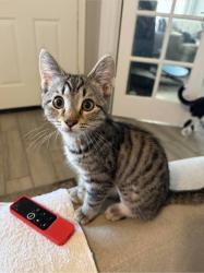 Lost Female Cat last seen Scottsdale Rd and Jackrabbit, Scottsdale, AZ 85250