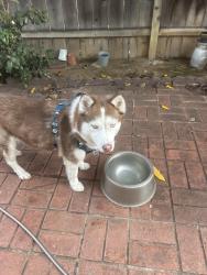 Found/Stray Female Dog last seen Near on ramp and Bergner, San Diego, CA 92123