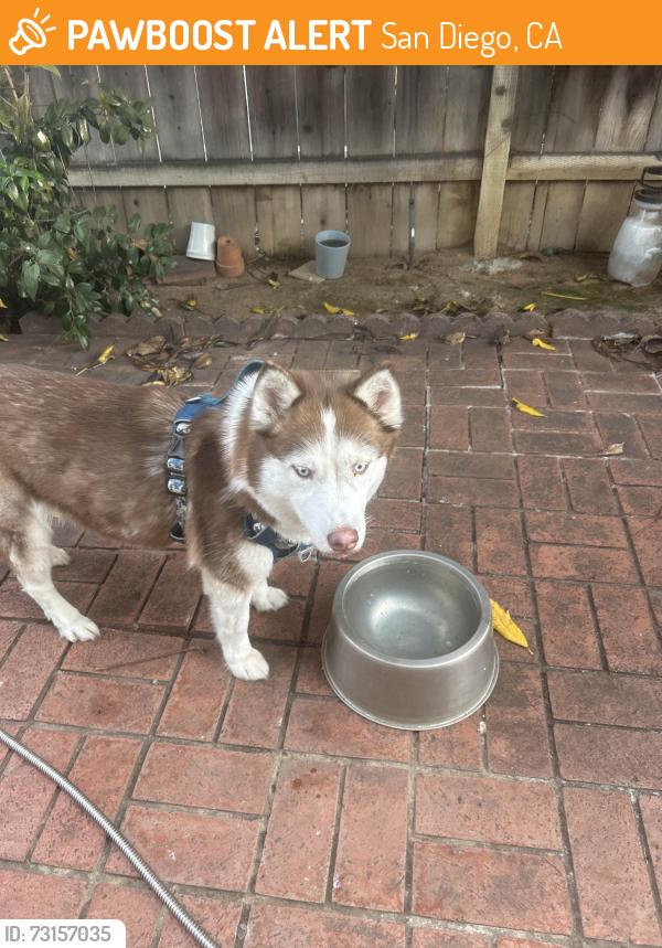 Found/Stray Female Dog last seen Near on ramp and Bergner, San Diego, CA 92123