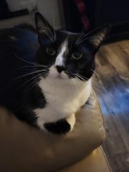 Reunited Female Cat last seen Jalna and chalkstone, London, ON N6E 3Z9