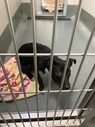 Shelter Stray Female Dog last seen McLean, VA, 22102,Northwyck Ct & Turning Leaf Ln, Fairfax County, VA, 4500 West Ox Rd, Fairfax, VA 22030, USA