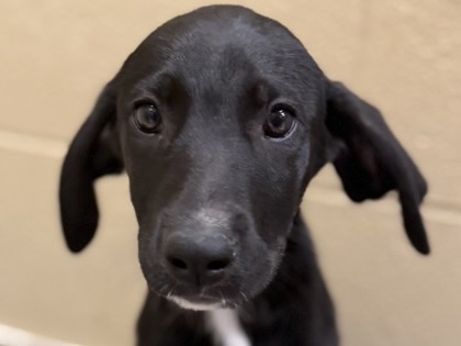 Shelter Stray Female Dog last seen Behind Target in Wolf Ranch by the dumpster, City of Georgetown, TX, 1855 SE Inner Loop, Georgetown, TX 78626, USA