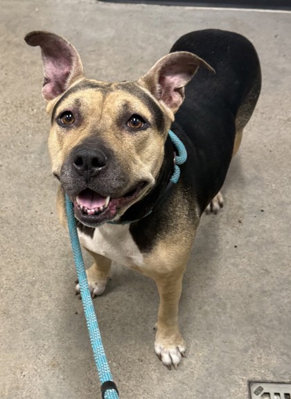 Shelter Stray Female Dog last seen Near W 47, 2nd District, OH, 9203 Detroit Ave, Cleveland, OH 44102, USA