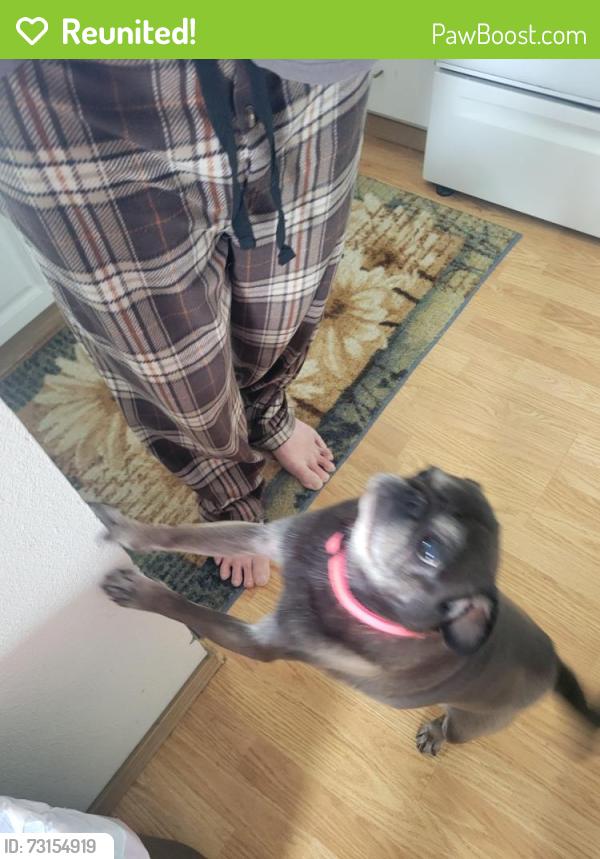 Reunited Female Dog last seen Heritage Square Apts, Puyallup, WA 98372