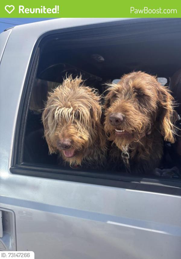 Reunited Unknown Dog last seen Lowell and Richmond Ne, Albuquerque, NM 87107