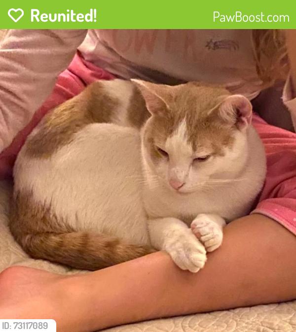 Reunited Male Cat last seen Near Delta River Way, Knightdale, NC 27545, USA, Knightdale, NC 27545