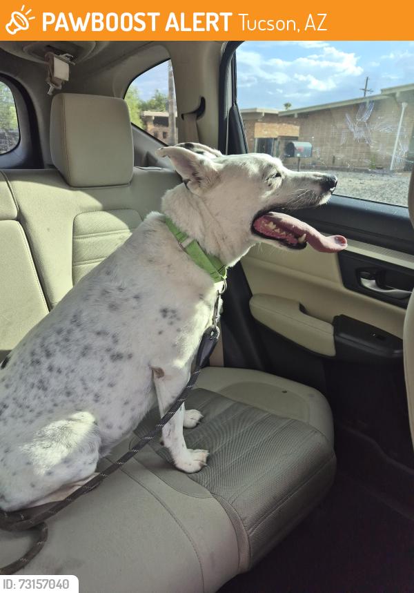 Found/Stray Male Dog last seen Speedway, Tucson, AZ 85710