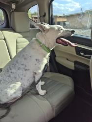 Found/Stray Male Dog last seen Speedway, Tucson, AZ 85710