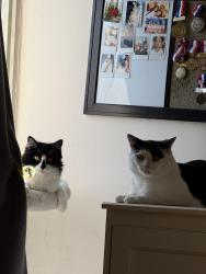 Lost Male Cat last seen Moccasin Trail, Toronto, ON 