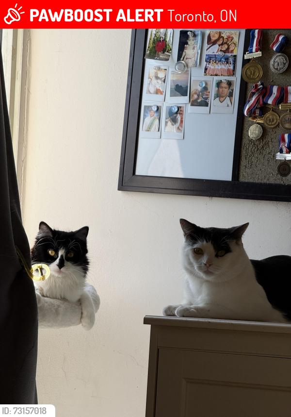 Lost Male Cat last seen Moccasin Trail, Toronto, ON 