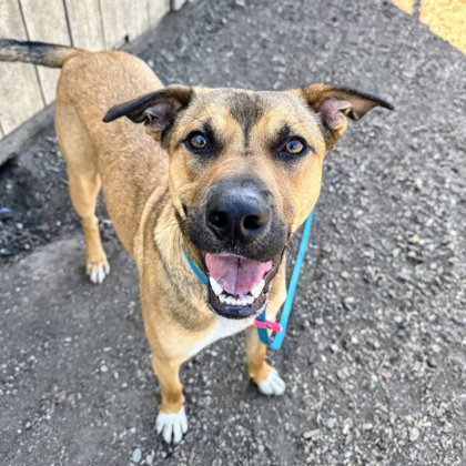 Shelter Stray Male Dog last seen MacArthur and Parker, Oakland, CA, 1101 29th Ave, Oakland, CA 94601, USA