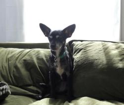 Lost Female Dog last seen Airline drive, Houston, TX 77009