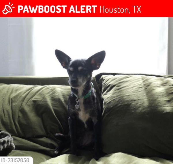 Lost Female Dog last seen Airline drive, Houston, TX 77009