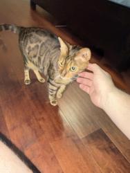 Reunited Female Cat last seen Windermere Isle, Windermere, FL 34786