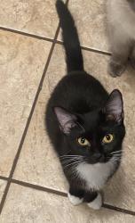 Lost Female Cat last seen W Robinson Ave, Fresno, CA 93705