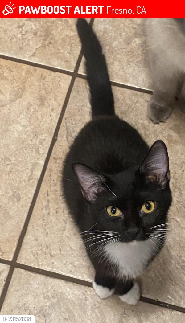 Lost Female Cat last seen W Robinson Ave, Fresno, CA 93705
