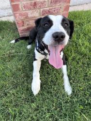 Reunited Male Dog last seen Bayberry Dr and Vaquero Dr, Arlington, TX 76017