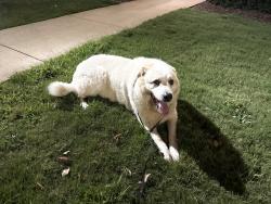 Reunited Unknown Dog last seen S Parker road, Greenville County, SC 29609