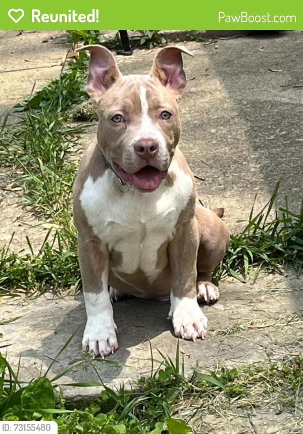 Reunited Male Dog last seen Near e 23rd ave 43211, Columbus, OH 43211