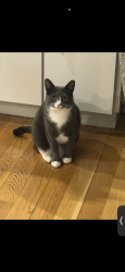 Reunited Female Cat last seen Near prospect street shrewsbury ma, Shrewsbury, MA 01545