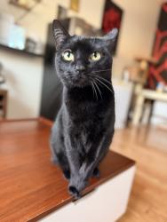 Lost Female Cat last seen Near ave Missouri, Glendale, AZ 85303