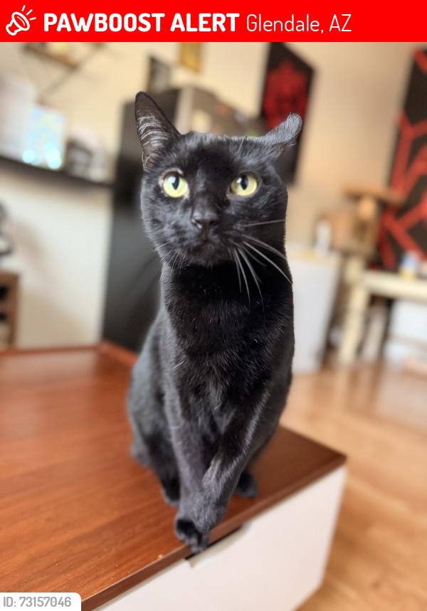 Lost Female Cat last seen Near ave Missouri, Glendale, AZ 85303