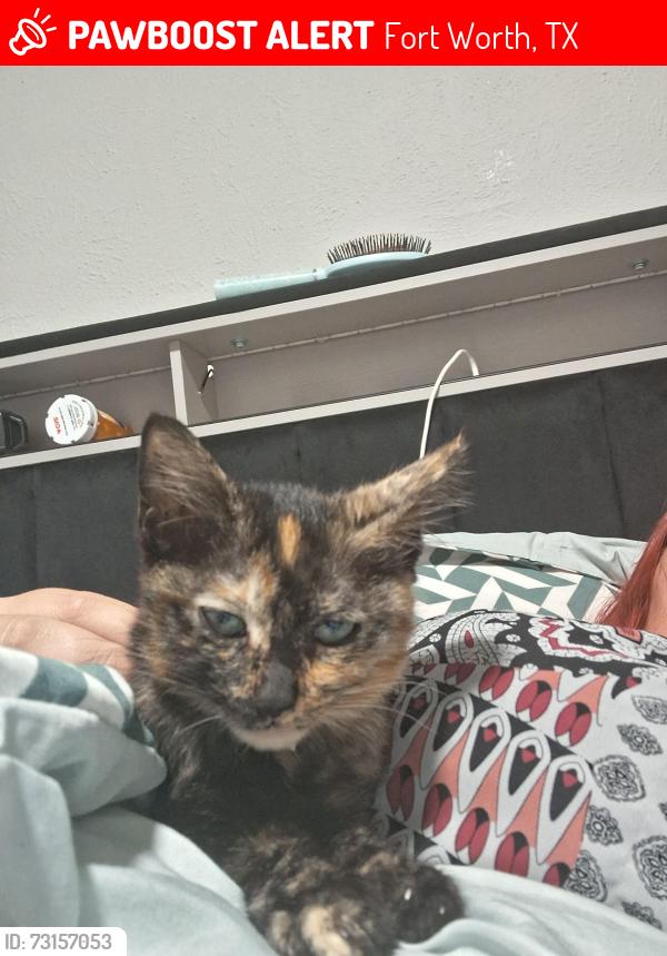 Lost Female Cat last seen La bella, Fort Worth, TX 76116