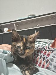 Lost Female Cat last seen La bella, Fort Worth, TX 76116