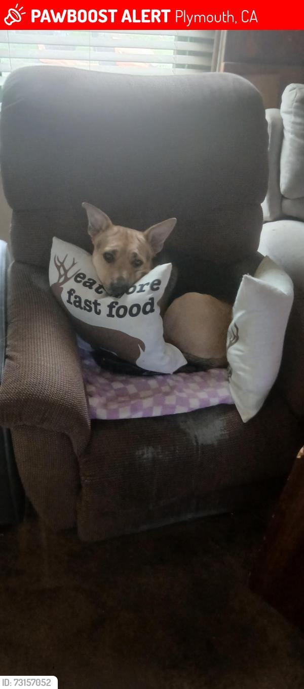 Lost Male Dog last seen Plymouth Town Lodge, Plymouth, CA 95669