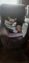 Lost Male Dog last seen Plymouth Town Lodge, Plymouth, CA 95669