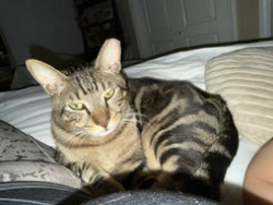 Lost Male Cat last seen Golf Club Drive near Tahquitz Golf Course, Palm Springs, CA 92264