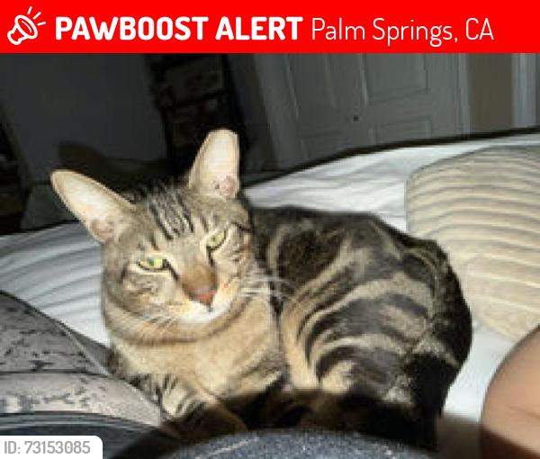 Lost Male Cat last seen Golf Club Drive near Tahquitz Golf Course, Palm Springs, CA 92264