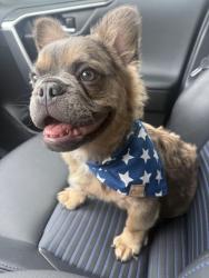 Reunited Male Dog last seen Vista Truly terr 92084, Vista, CA 92084