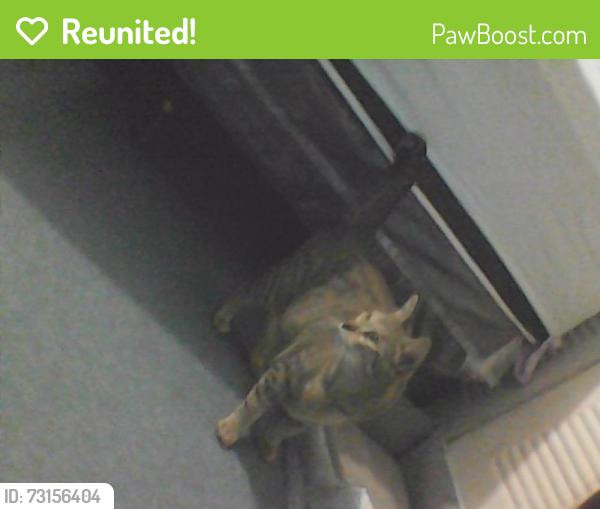Reunited Female Cat last seen hmstd Plaza, Homestead, FL 33030